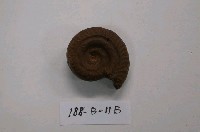 藏品(鸚鵡螺)的圖片